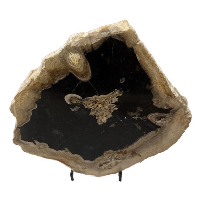 Live Edge Petrified Wood D For Sale