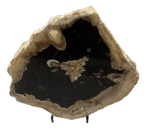 Live Edge Petrified Wood D