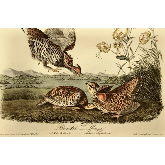 Audubon "Pinnated Grouse", an Original Audubon Hand-Colored First Edition Lithograph, 1840 For Sale - Image 4 of 5