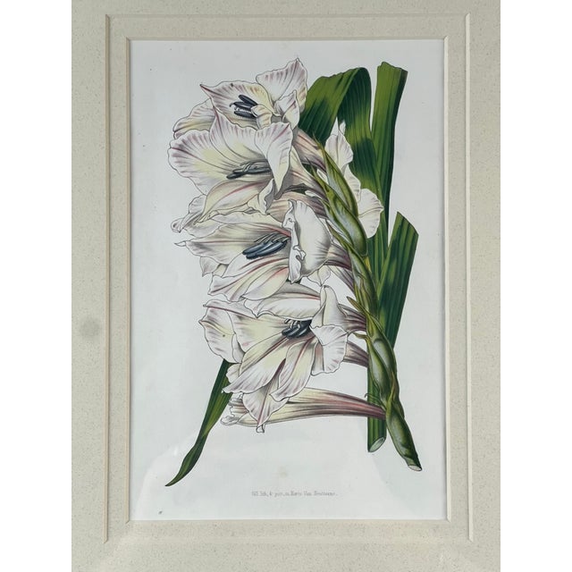 This elegant vintage botanical print by Trowbridge features “Gladiolus × willmoreanus,” after the work of celebrated 19th...
