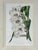 This elegant vintage botanical print by Trowbridge features “Gladiolus × willmoreanus,” after the work of celebrated 19th...