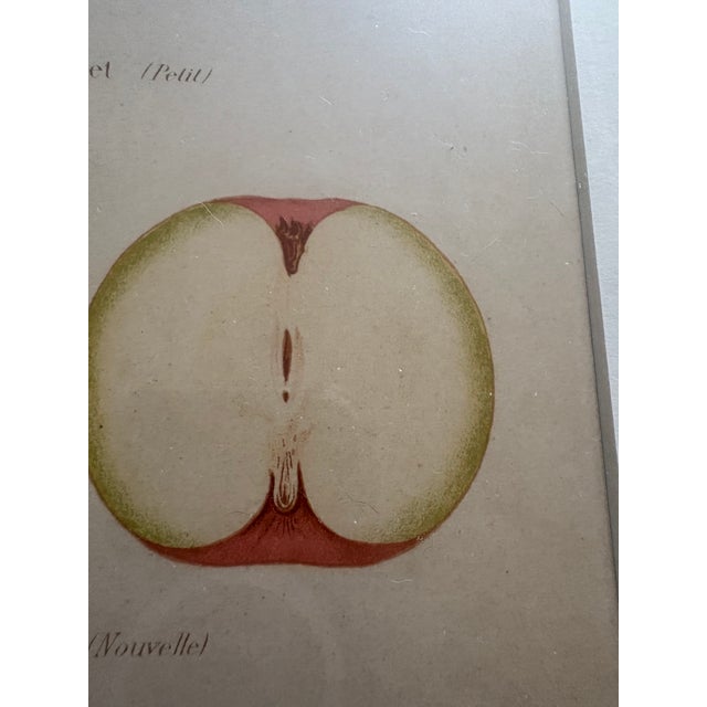 Series of 4 19th C Hand Colored Engravings of Apples For Sale - Image 10 of 17