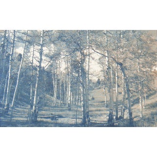 Vintage Cyanotype Birch Tree Landscape Photograph For Sale