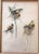 Figurative 19th C. French Drawings of Birds, Pair For Sale - Image 3 of 11