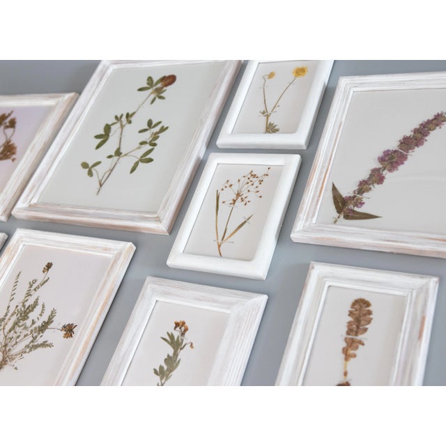 Mid-Century Modern Custom Framed White Washed Scandinavian Botanical Herbarium Gallery, Circa 1920 - Set of 9 For Sale - Image 3 of 13