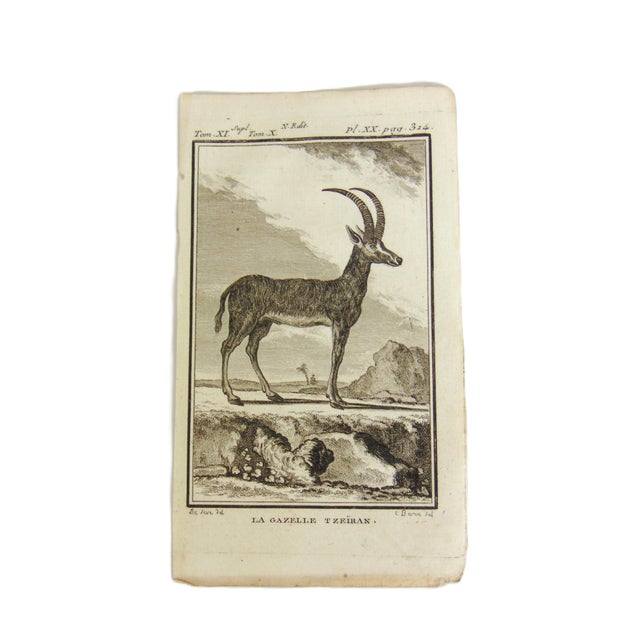 Set of 4 Antique Copper Plate Engravings Prints Buffon 1782 For Sale - Image 4 of 5