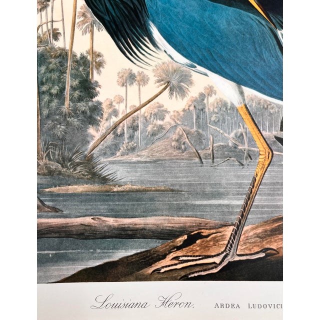 American 1964 Audubon Folio Original Lithograph Great Bird Paintings - "Louisiana Heron" 14x17 For Sale - Image 3 of 6