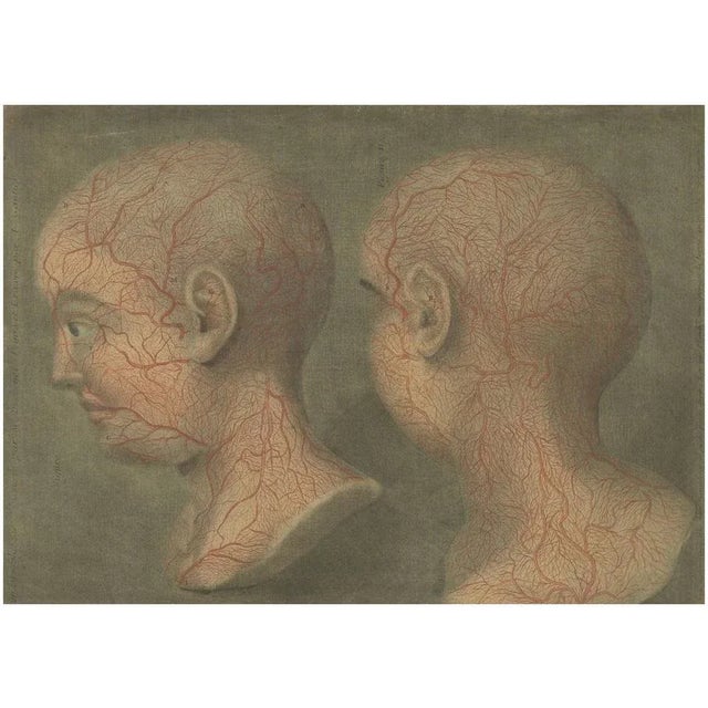 Gautier-D’Agoty, Anatomical Study of Head and Neck Veins, 1748, Paper For Sale - Image 11 of 11