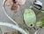 Green Salvadori Firenze, Pair of Italian Tole Candle Scones For Sale - Image 8 of 12