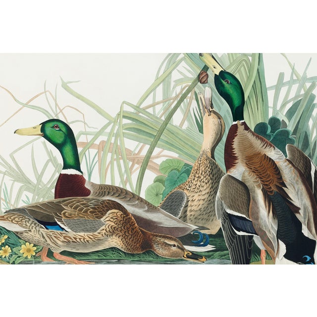 Paper Mallard Duck, Vintage Art Print Reproduction From Birds of America by John James Audubon, 40" X 60" For Sale - Image 7 of 11