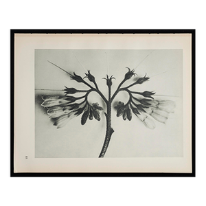 Original Karl Blossfeldt Photogravure Botanical Print