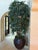 2010s Pair of 10-Foot Faux Raffia Palm Trees For Sale - Image 5 of 5