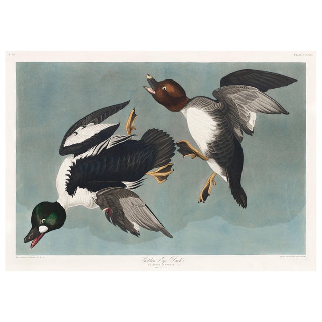 John James Audubon Golden-Eye Duck From Birds of America, Vintage Art Print Reproduction, 24″ × 18″ For Sale