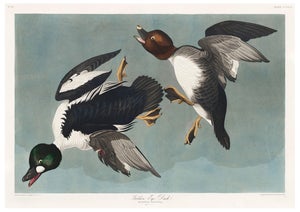 John James Audubon Golden-Eye Duck From Birds of America, Vintage Art Print Reproduction, 24″ × 18″