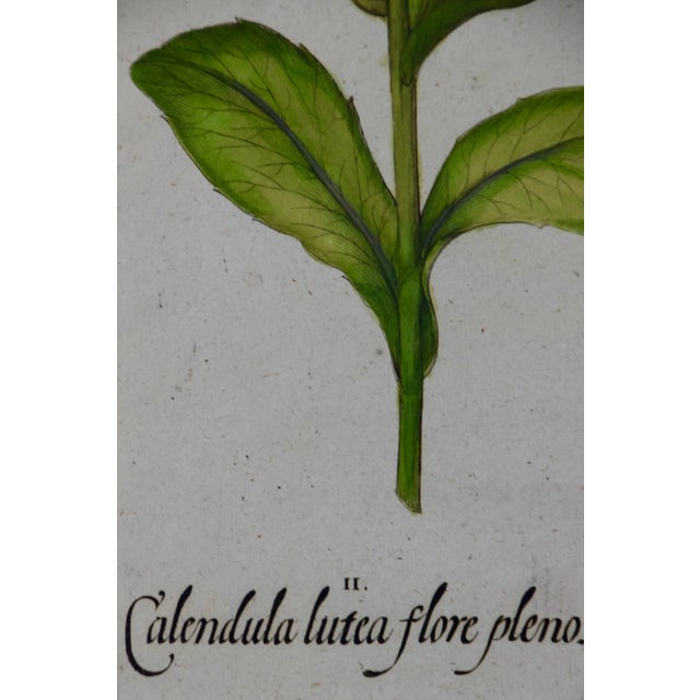 Calendula Flowers: An 18th Century Hand-Colored Botanical Engraving by Basilius Besler, 1713 For Sale - Image 4 of 7