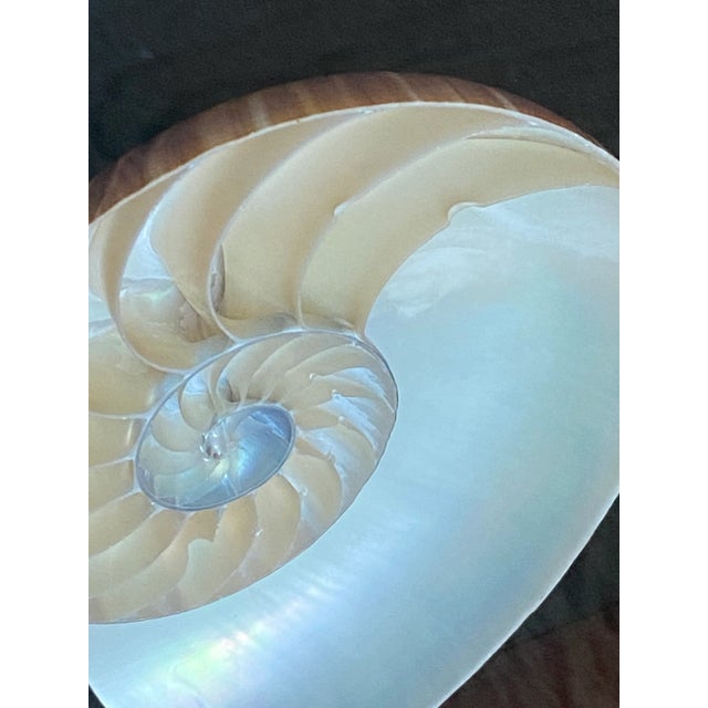 Framed Nautilus Shell For Sale - Image 15 of 15