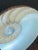 Framed Nautilus Shell For Sale - Image 15 of 15