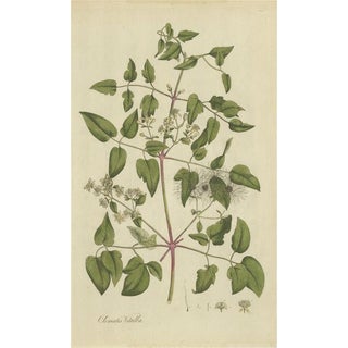 Curtis, Botany Illustration of the Clematis Vitalba, 1777, Print For Sale