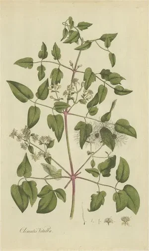 Curtis, Botany Illustration of the Clematis Vitalba, 1777, Print