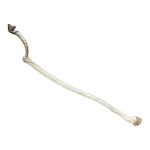 Late 20th Century Folk Art Cane, Scepter or Staff of Office With Horse Head and Hoof