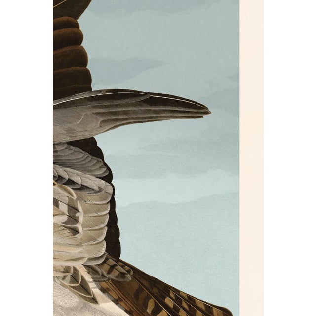 Illustration Osprey Print in Black Veneer With Silver Edge Moulding, After Audubon For Sale - Image 3 of 8