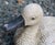 Circa 1950s English Terracotta Painted Duck Garden Ornament For Sale In Raleigh - Image 6 of 7