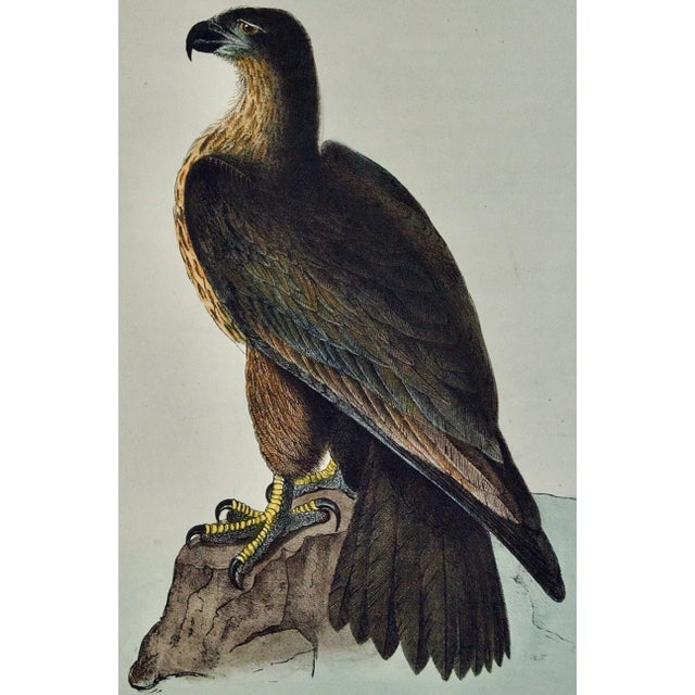 This is an original John James Audubon hand-colored royal octavo lithograph entitled "Washington Sea Eagle", No. 3, Plate...
