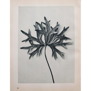 1935 Karl Blossfeldt Photogravure N27-28 For Sale