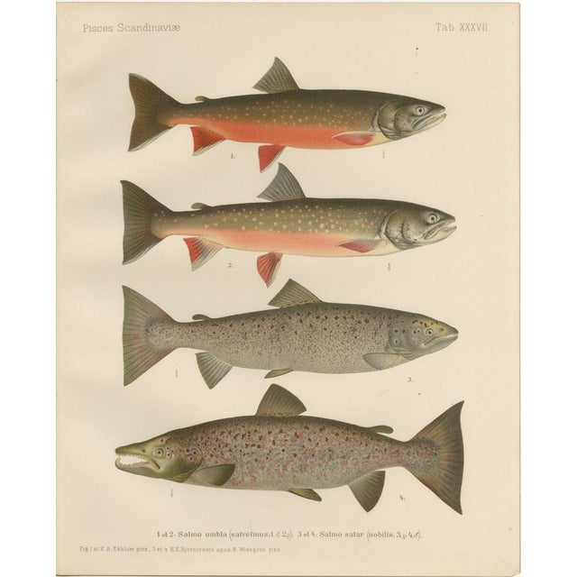 Scandinavian Salmon and Char, 1895, Paper For Sale - Image 6 of 6