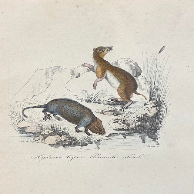 French French Antique 18th Century Animal Engraving Hand Colored Signed Artwork For Sale - Image 3 of 12