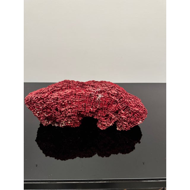 Shell Large Specimen of Red Pipe Organ Coral For Sale - Image 7 of 9