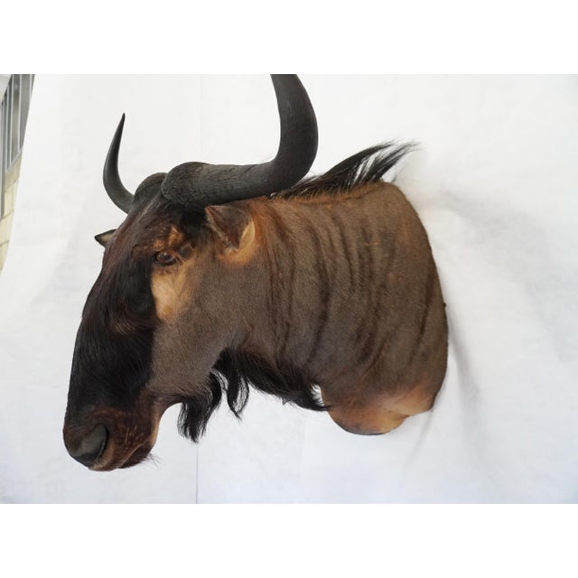 Wildebeest Mount Head Bust For Sale - Image 10 of 18