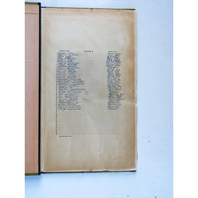 1930s North Carolina Bound Herbarium 34 Pressed Botanical Specimens For Sale - Image 4 of 12