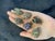 Traditional Bochic Multi Color Natural Sapphire and Mix Gem Candy "Beetle" Brooch or Pendent For Sale - Image 3 of 18