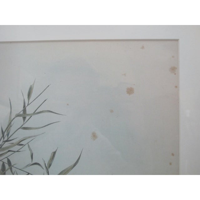 Daniel Giraud Elliot (1835-1915), hand tinted lithograph, c1869, Astrelata Haesitata & Priofinus cinereus (Northern Fulmar...