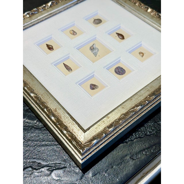 Early 19th Century Antique Coastal Seashell Set of 9 | Custom Framed Collection | by Donovan, Circa 1804 For Sale - Image 5 of 5