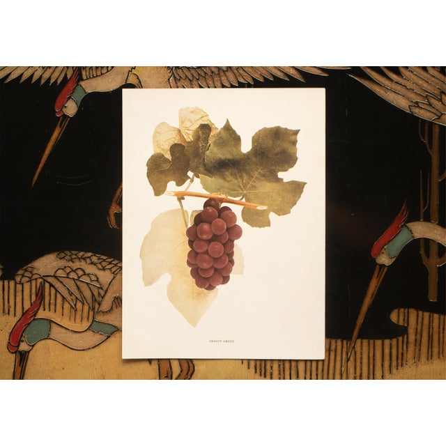 1900s U. P. Hedrick, Original Antique Photogravure of Dracut Amber Grapes For Sale In Dallas - Image 6 of 7