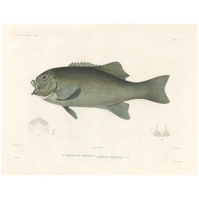 Fréminvilles Reef Fish, 1846, Lithograph For Sale