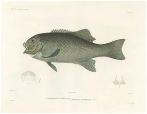 Fréminvilles Reef Fish, 1846, Lithograph
