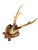 Roe Deer Trophny 107 Black Forest Antlers For Sale - Image 4 of 5
