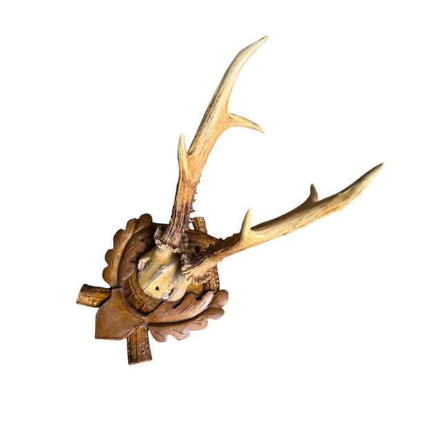 Roe Deer Trophy 107 Black Forest Antlers For Sale - Image 4 of 5