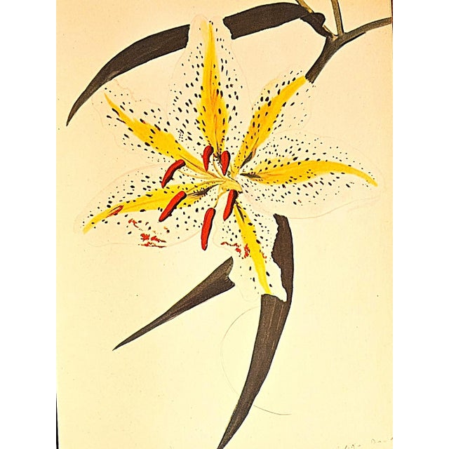 French 1940 Set of 3 Mid-Century French Arlette Davids Botanical Prints- Hyacinths, Lily For Sale - Image 3 of 10