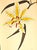French 1940 Set of 3 Mid-Century French Arlette Davids Botanical Prints- Hyacinths, Lily For Sale - Image 3 of 10