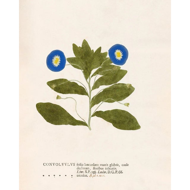 Not Yet Made - Made To Order Reproduction 18th Century Vintage Botanical Set With Blue Flowers For Sale - Image 5 of 8