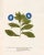 Not Yet Made - Made To Order Reproduction 18th Century Vintage Botanical Set With Blue Flowers For Sale - Image 5 of 8