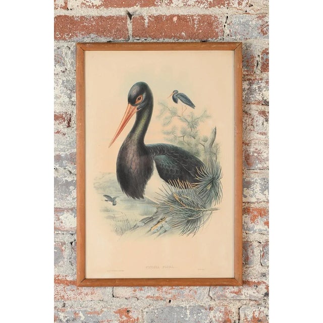 John Gould "Ciconia Nigra-Black Stork" Bird of Australia original Lithograph c.1840s size 15 x 22" A beautiful piece that...