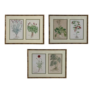 Antique Trio of Framed Double-Print Renaissance Botanical Wall Art For Sale