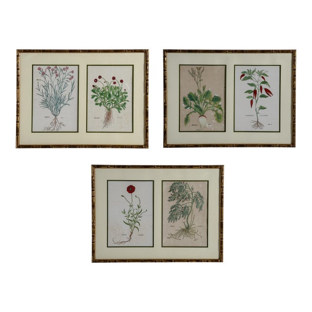 Antique Trio of Framed Double-Print Renaissance Botanical Wall Art For Sale