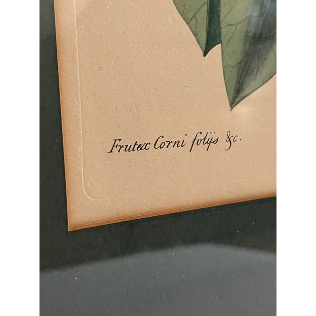 Antique Hand Colored Bird Engravings Framed Mark Catesby Set For Sale - Image 11 of 14