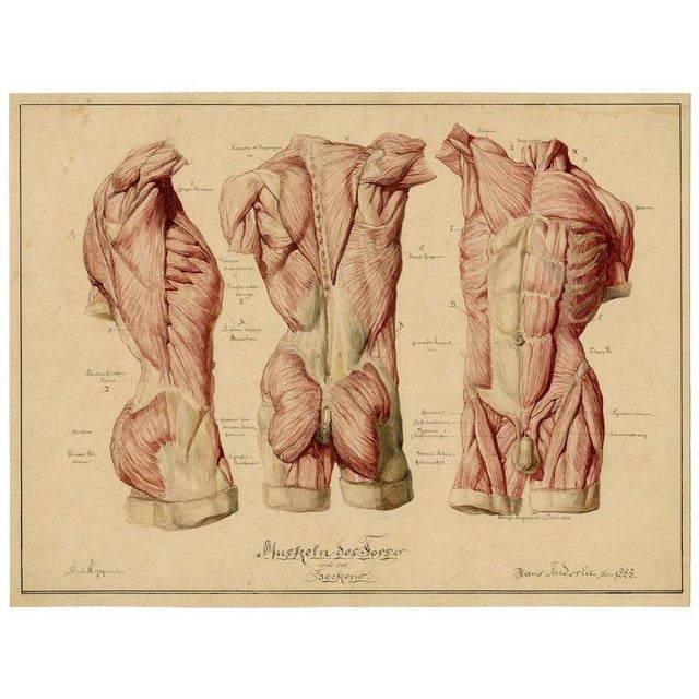 Johann Anderla, Anatomical Study of Muscles of the Torso & Pelvis, 1888, Watercolor For Sale - Image 4 of 7